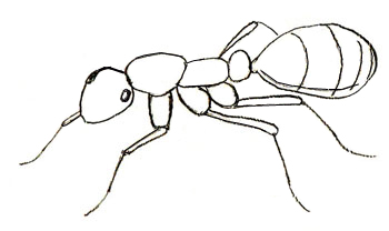 Как да се направи мравка етапи рисунка на мравките