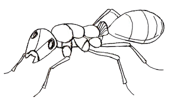 Как да се направи мравка етапи рисунка на мравките