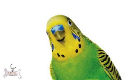 Как да научим танц вълнисто папагалче