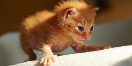 Как да се определи възрастта на котето да разберете как развитието и растежа на коте