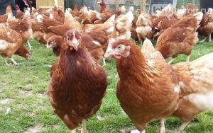 Как да се определи възрастта на кокошките носачки от външния им вид