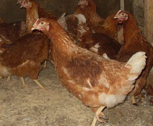 Как да се определи възрастта на кокошките носачки от външния им вид