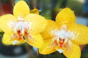 Как да се пресаждат процеса орхидеи на съветите за стволови