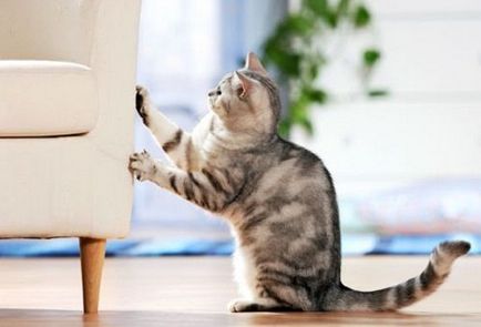 Как да отвикне котка скъсам мебели, диван хуманни начини