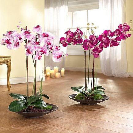 Как да се пресаждат маце орхидеи у дома дясно