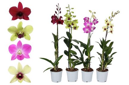 Как да се пресаждат маце орхидеи у дома дясно