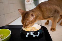 Как да прехвърля една котка на естествена храна - catstock