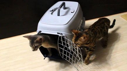 Как да се транспортира котка в равнината на България