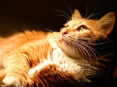 Как да се чисти ушите на котка с ушни кърлежи сърбеж признаци на поражение котешки уши акари котки гребени