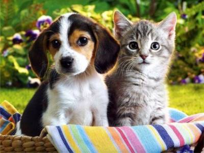 Как да станем приятели от котки и кучета