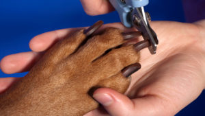 Как да отрежа ноктите куче у дома