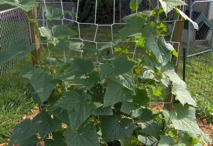 Как да завърже краставици на открито поле и оранжерията, видео и снимки