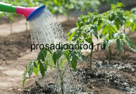 Как да се излее доматите в правото на парникови колкото е необходимо на водата и по кое време е най-добре, фото и видео