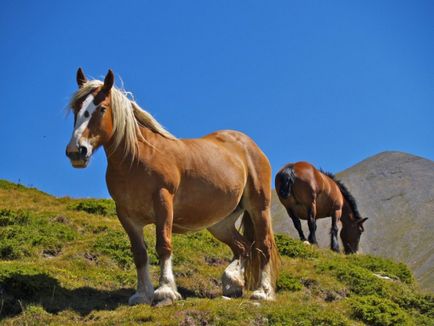 Как да разберем за коня