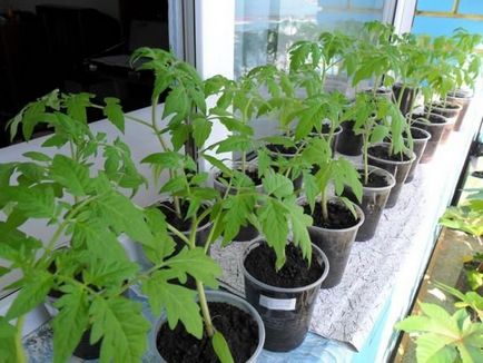 Как да засадят домати - как да засадят домати
