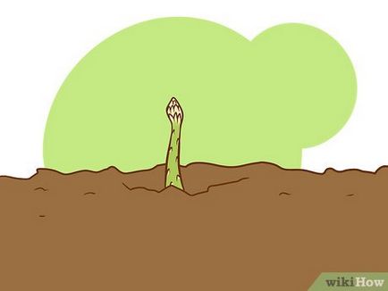 Как да засадим аспержи