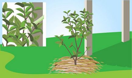 Как да се засадят жасмин пролетното засаждане на храсти в страната