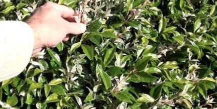 Как да се засадят жасмин пролетното засаждане на храсти в страната