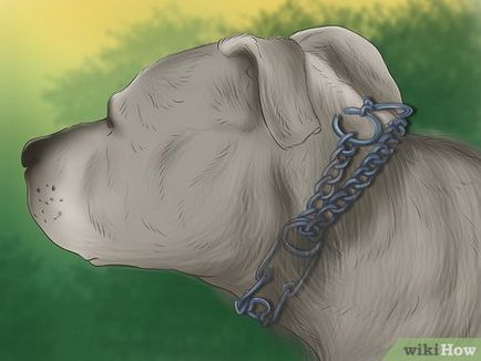 Как да използвате строг нашийник за кучета