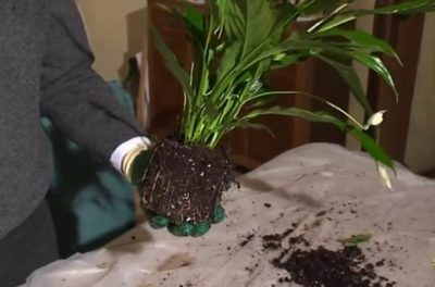 Как да се пресаждат Spathiphyllum у дома, което е необходимо на почвата