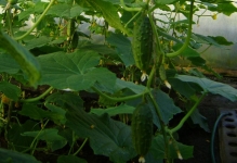 Как да завърже краставици в оранжерия в оранжерия клипове и счупване снимки на растения, система и