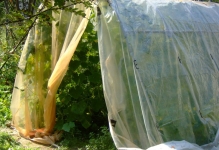 Как да завърже краставици в оранжерия в оранжерия клипове и счупване снимки на растения, система и
