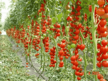 Как да засадят домати в оранжерията