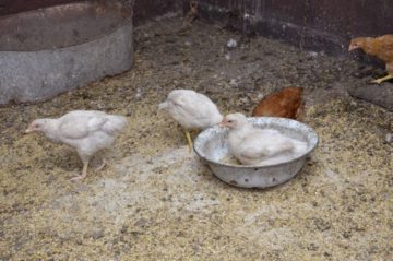 Как да се готви каша за пилета-бройлери и кокошки носачки