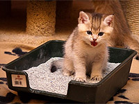 Как да научим малко котенце да тавата - начинаещи koshkovodam