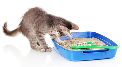 Как да научим малко котенце да тавата - начинаещи koshkovodam