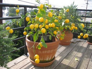 Как да се засадят лимон от костта и разделянето у дома