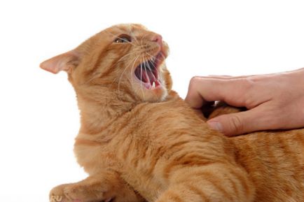 Как да тествате на пикочния мехур на една котка, когато пикочния мехур