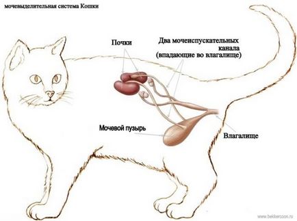 Как да тествате на пикочния мехур на една котка, когато пикочния мехур