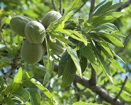 Как да расте бадеми