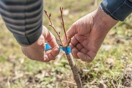 Как да расте бадеми - методи за отглеждане, съвети градинари