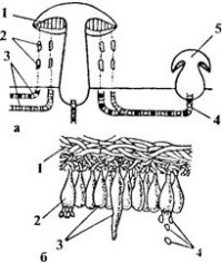 Как да се размножават гъбички