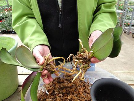 Как да пропагандира орхидеи в домашни изкопи и други методи, видео
