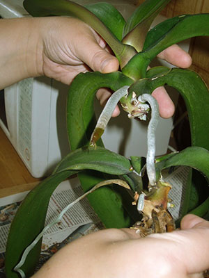 Как да пропагандира орхидеи в домашни изкопи и други методи, видео