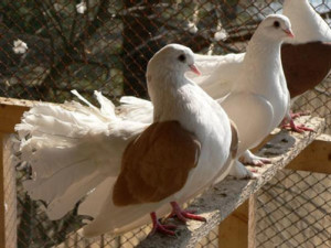 Как да се размножават гълъбите в домашно видео околната среда
