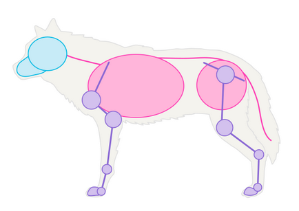 Как да се направи едно куче животно, вълци и тяхната анатомия