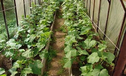 Как да се засадят краставици в оранжерията правя правилно