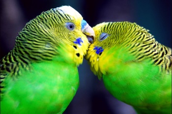 Как да направите гнездо за вълнисти папагали с ръцете си