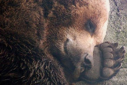 Както спи мечка в рова и защо мечка смучене лапа