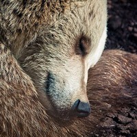 Както спи мечка в рова и защо мечка смучене лапа
