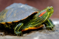 Как да се грижим за костенурка у дома