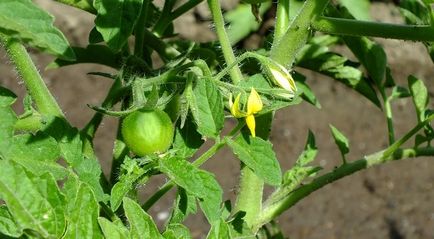 Как да се грижим за доматите, когато те цъфтят