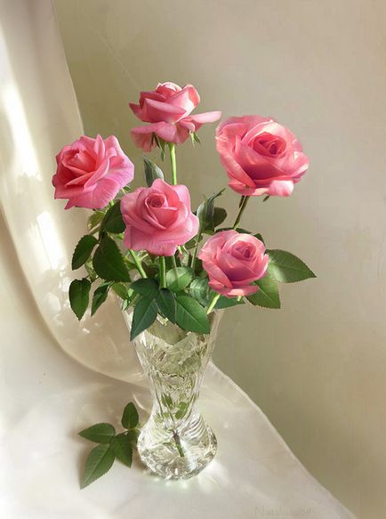 Как да се грижим за рози у дома и на улицата, за да получите красиви цветя