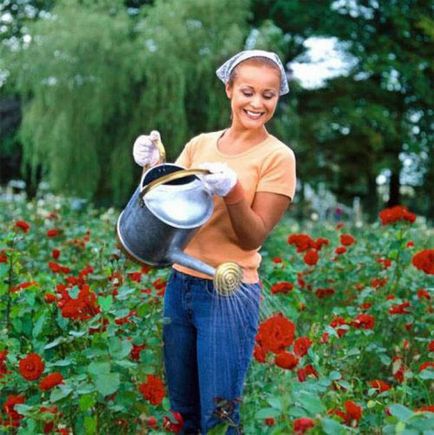 Как да се грижим за рози в саксия у дома, на открито място през есента, след покупката, за