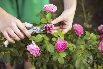 Как да се грижим за розите в градината