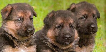 Как да изберем кученца немски съвети овчарско куче товарачи